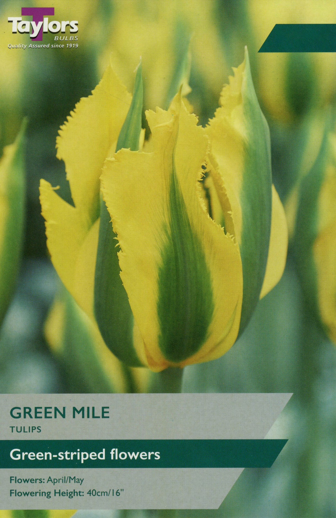 TULIP GREEN MILE 5