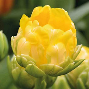 PREM TULIP VANILLA COUP X 8