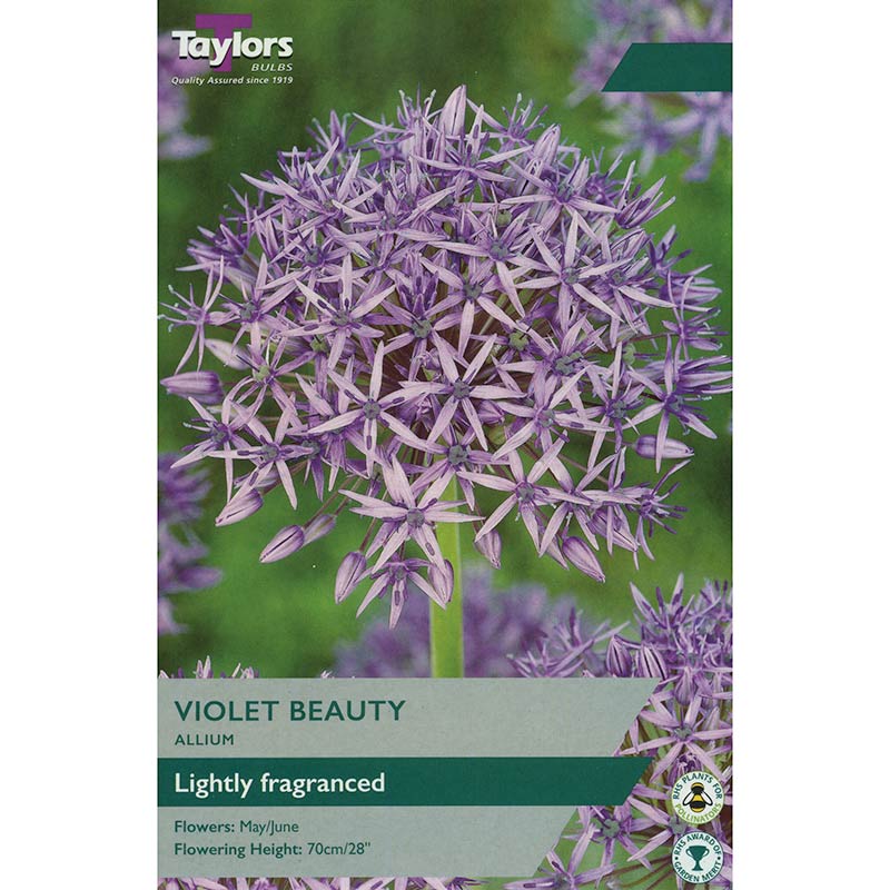 ALLIUM VIOLET BEAUTY 6