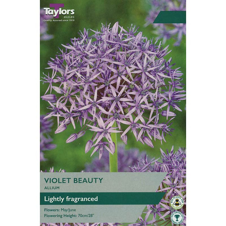 ALLIUM VIOLET BEAUTY 6