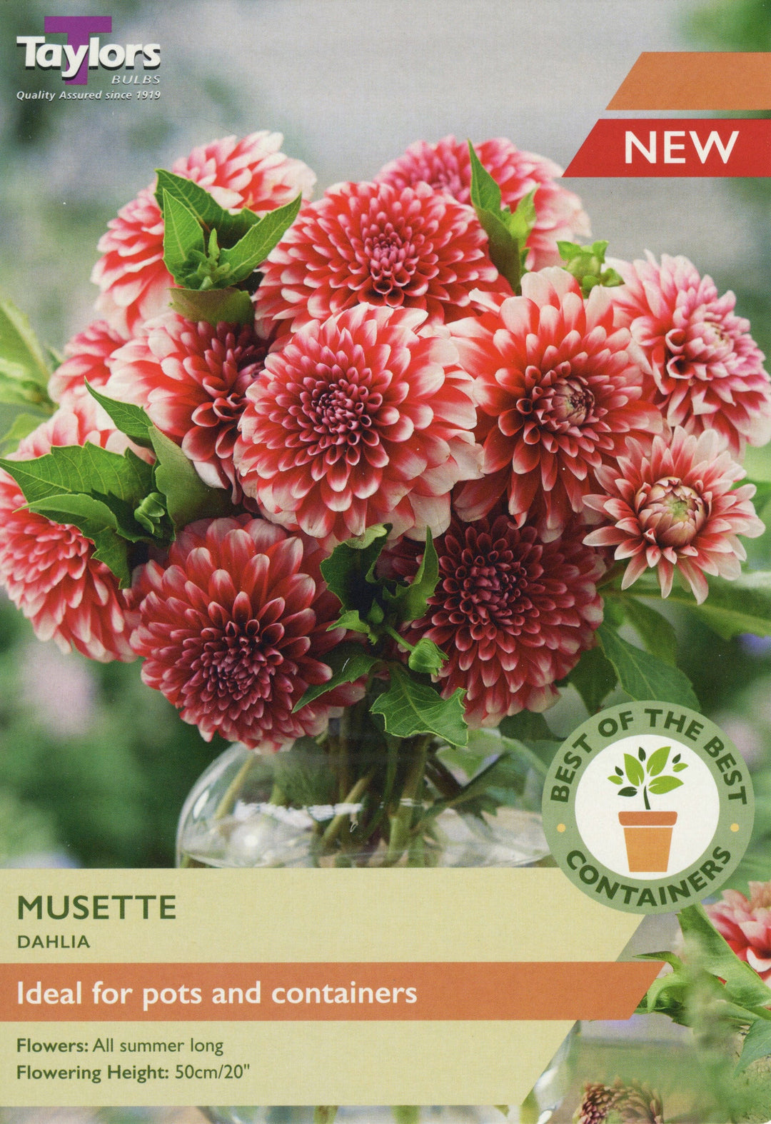 DAHLIA MUSETTE x 2