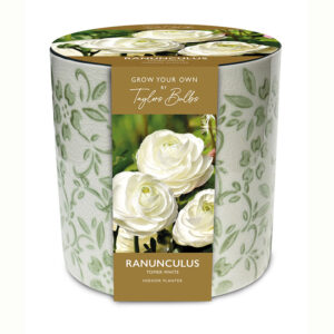 Vintage Green Floral Ceramic Planter 3 - Bulbs - Windyridge Garden Centre