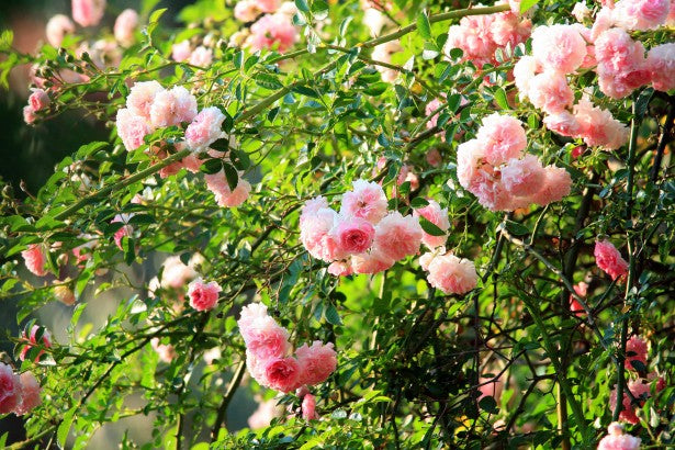 Rosa (Rambler) in cultivars