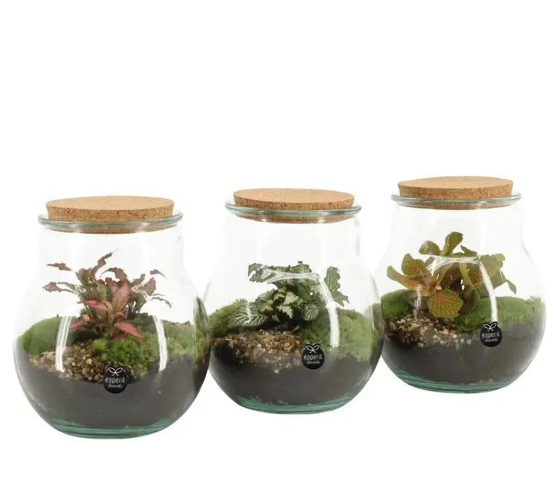Arr. plants Terrarium arrangement