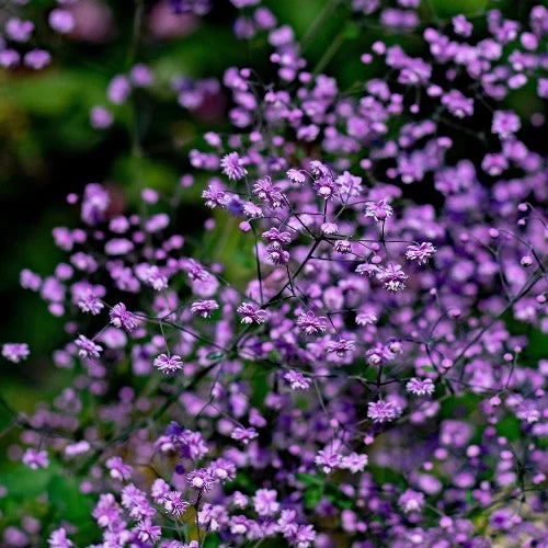 Chinese Meadow Rue Thalictrum Delavayi Hewitts Double (2Ltr Pot) - Herbaceous - Windyridge Garden Centre