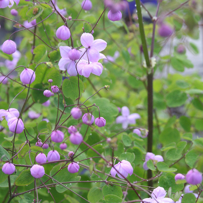 Thalictrum Splendide - Herbaceous - Windyridge Garden Centre