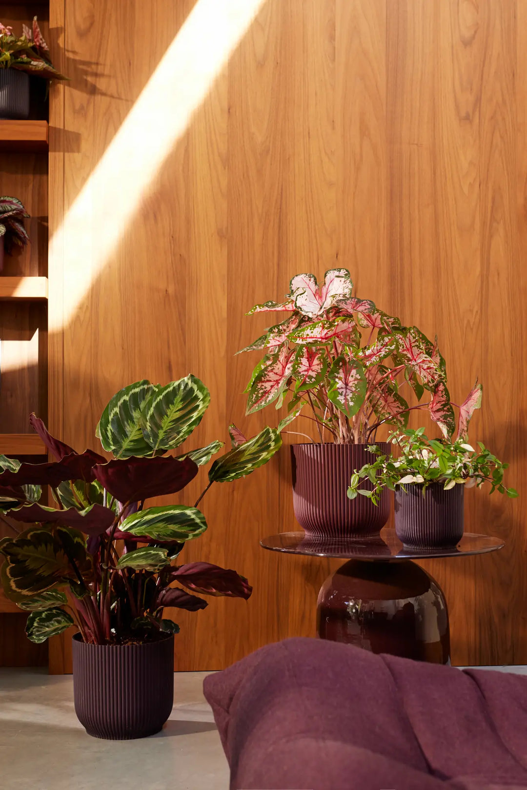 The Winery Collection Bordeaux Red Ø14Cm - Pots - Windyridge Garden Centre