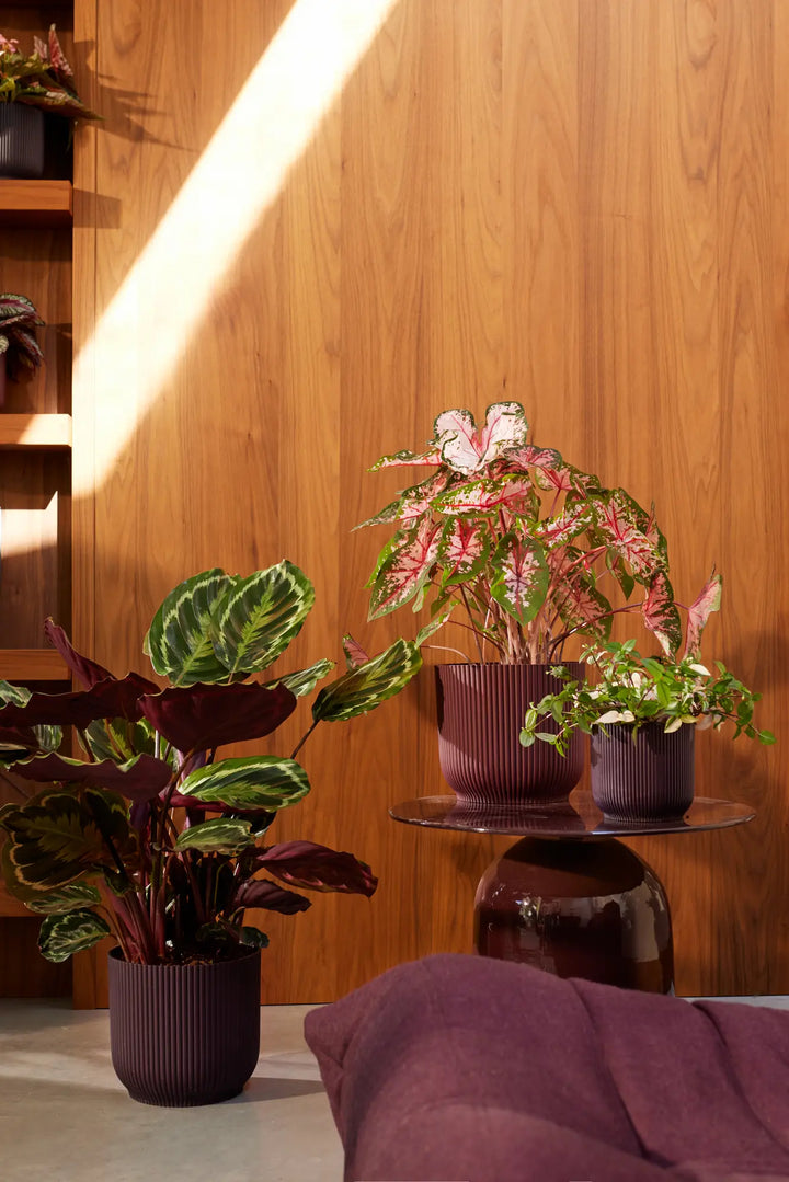 The Winery Collection Bordeaux Red Ø14Cm - Pots - Windyridge Garden Centre