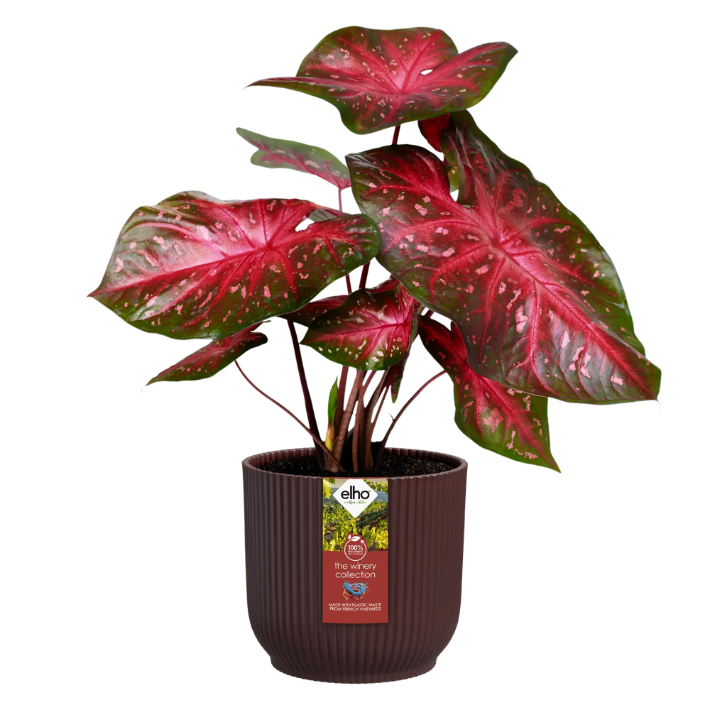 The Winery Collection Bordeaux Red Ø18Cm - Pots - Windyridge Garden Centre