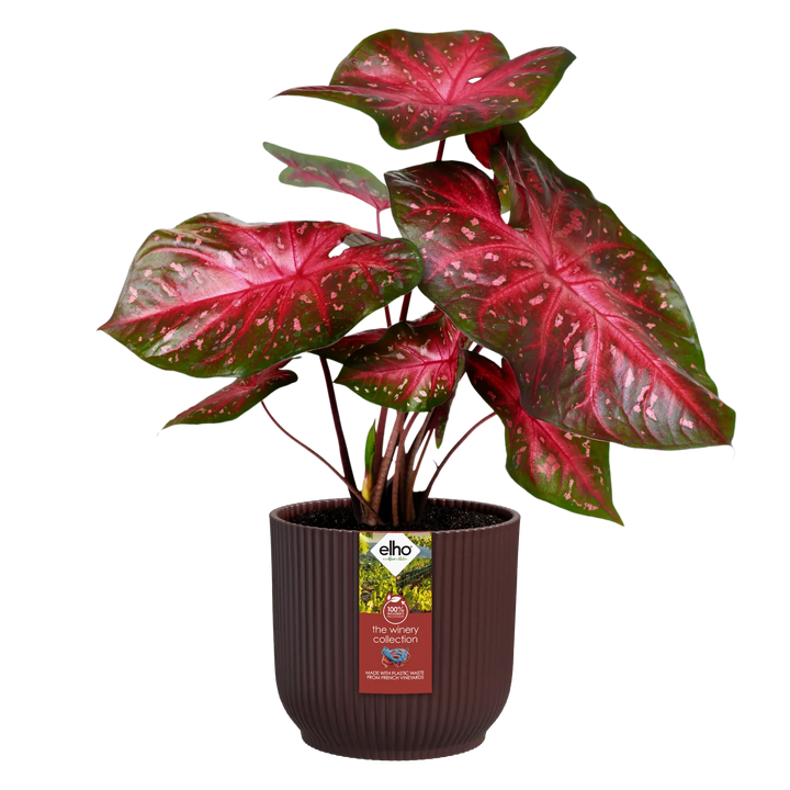 The Winery Collection Bordeaux Red Ø18Cm - Pots - Windyridge Garden Centre