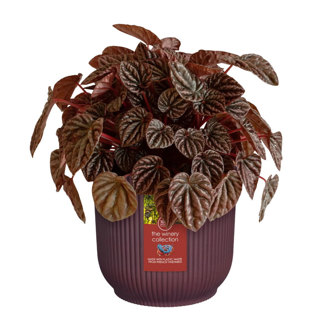 The Winery Collection Bordeaux Red Ø14Cm - Pots - Windyridge Garden Centre
