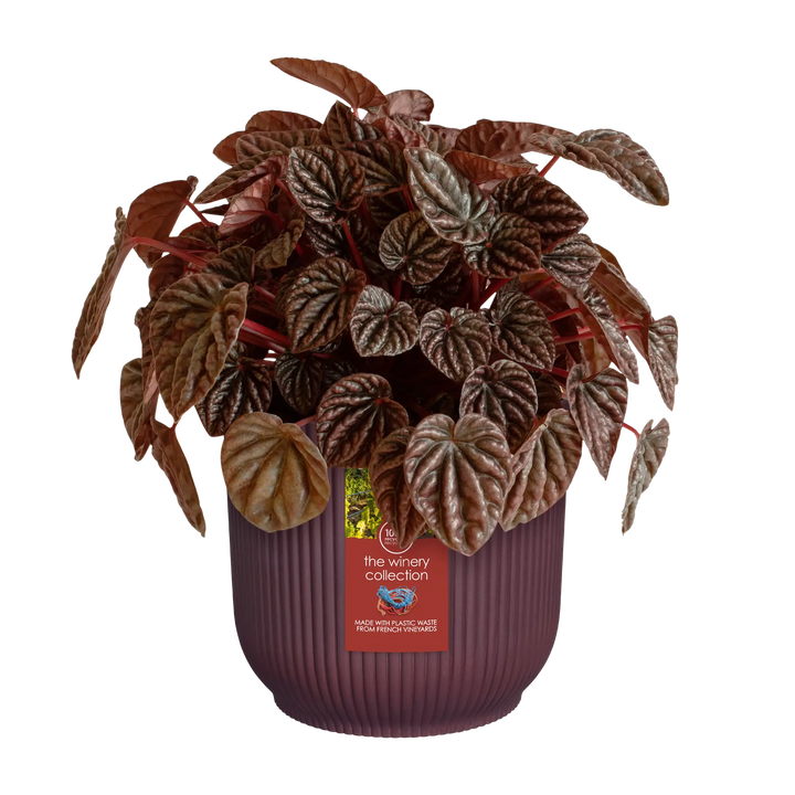 The Winery Collection Bordeaux Red Ø14Cm - Pots - Windyridge Garden Centre