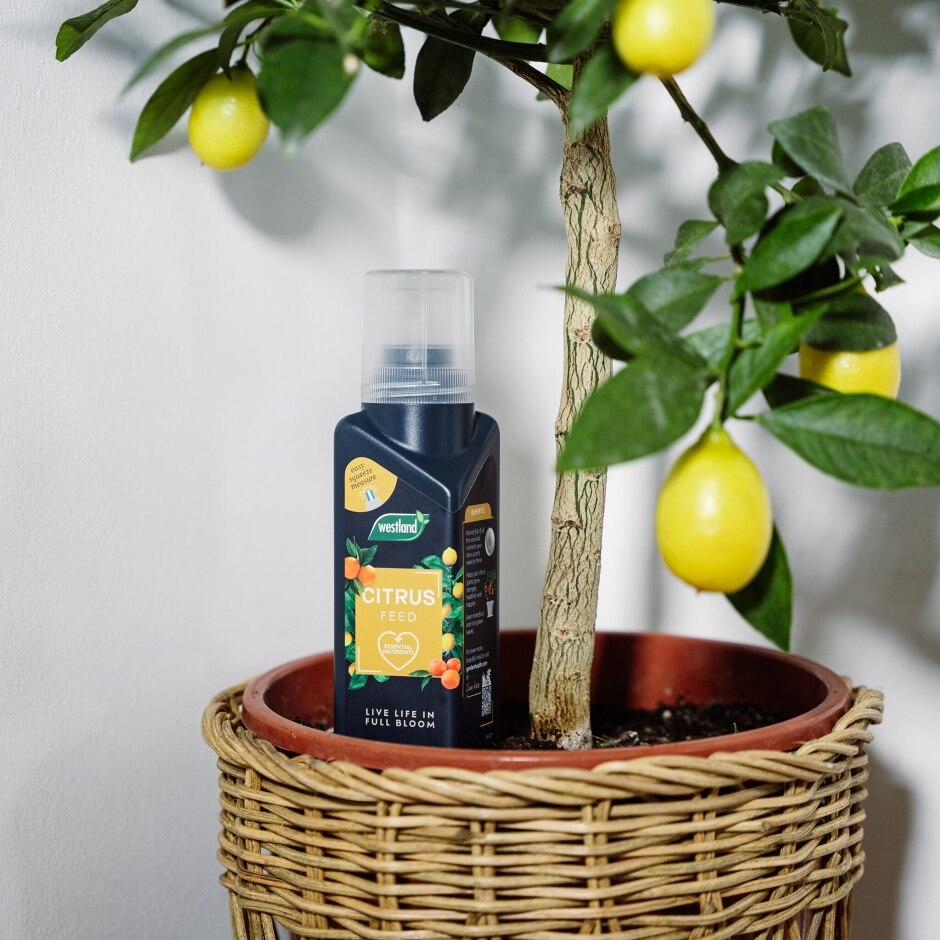 Citrus Feed Concentrate 200ml