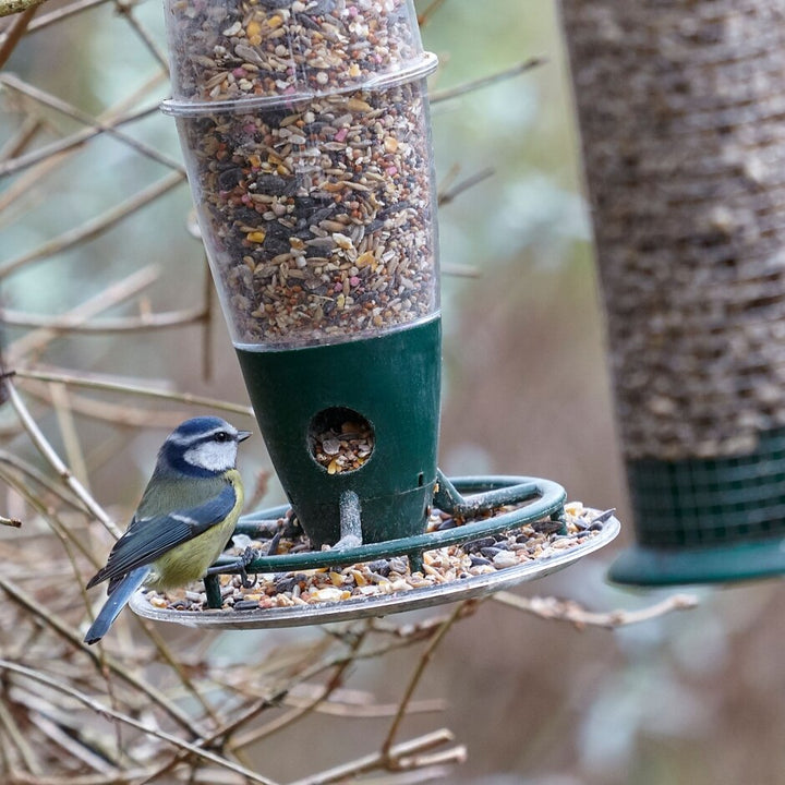 PK Seed Feeder 3 Port