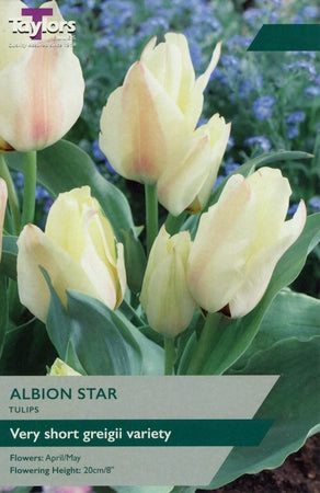 TULIP ALBION STAR 8
