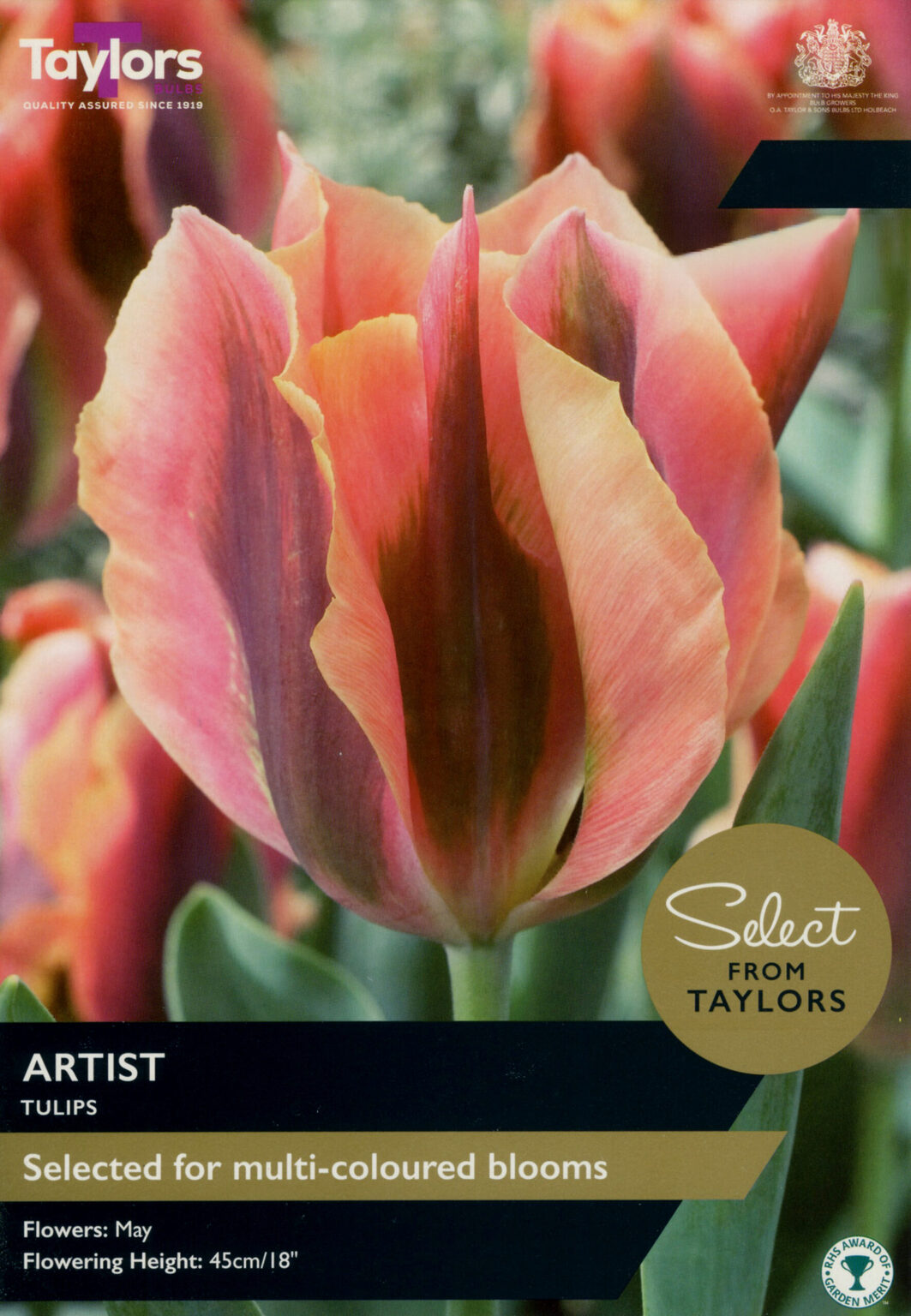 TULIP ARTIST 7