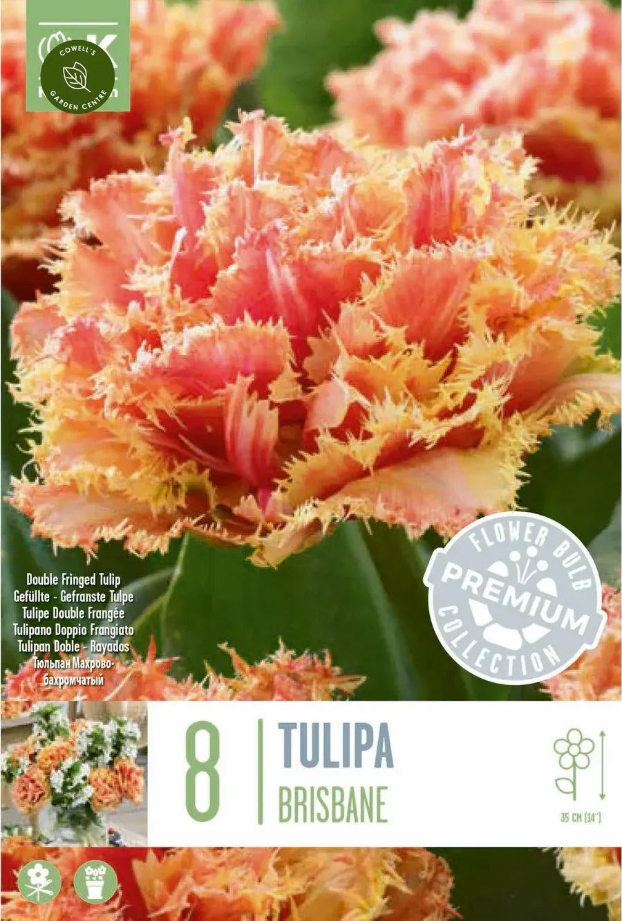 PREM TULIP BRISBANE X 8