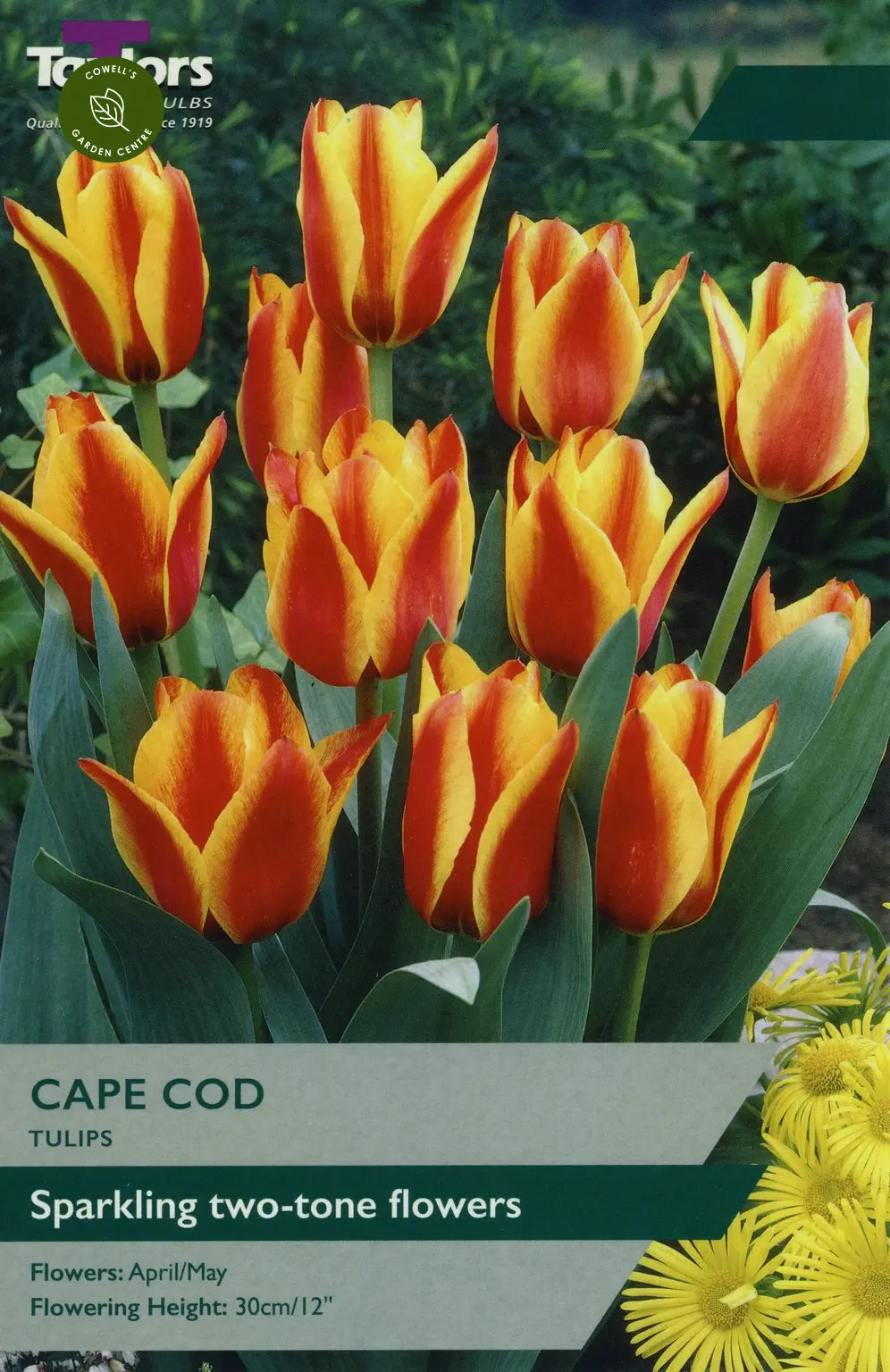 TULIP CAPE COD 9