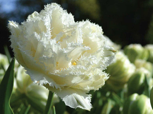 PREM TULIP SNOW CRYSTAL X 8