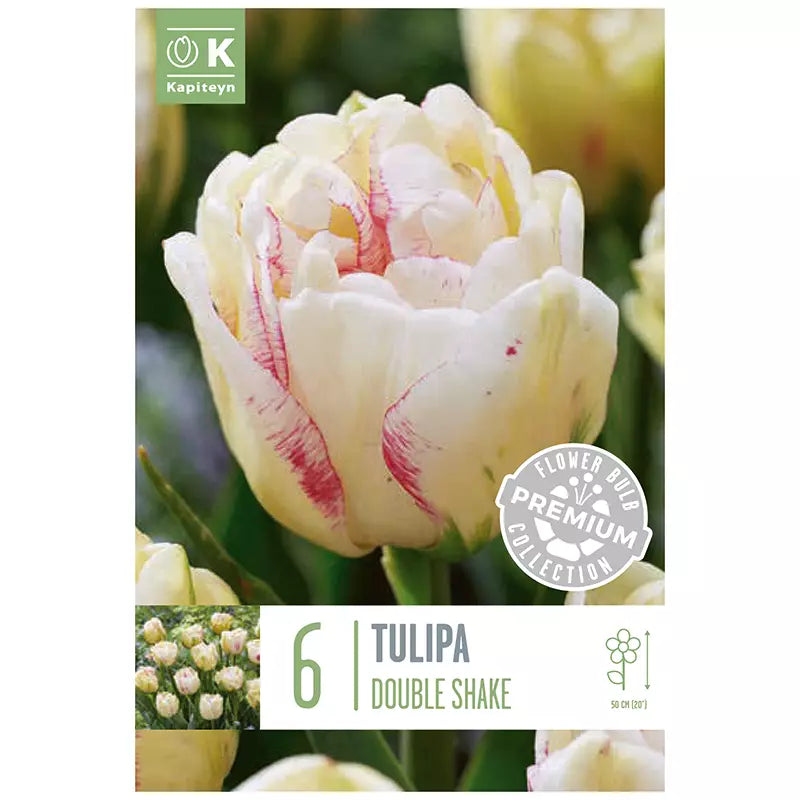 PREMIUM TULIPS DOUBLE LATE DBL SHAKE