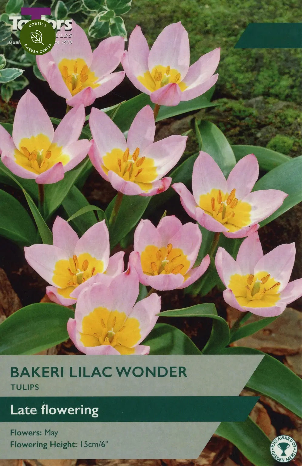 TULIP BAKERI LILAC WONDER