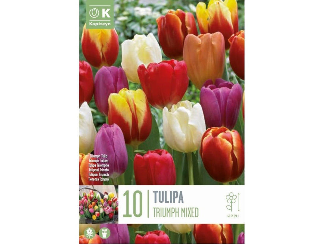 TULIPA TRIUMPH MIXED COLOURS X 10