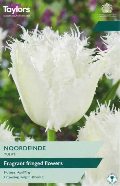 TULIP NOORDEINDE 6