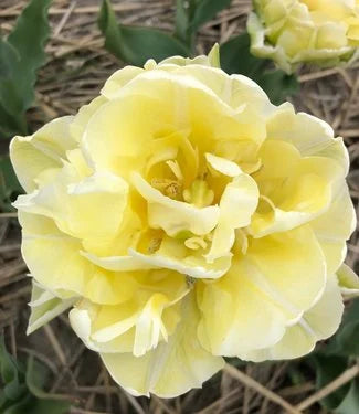 PREM TULIP VANILLA COUP X 8