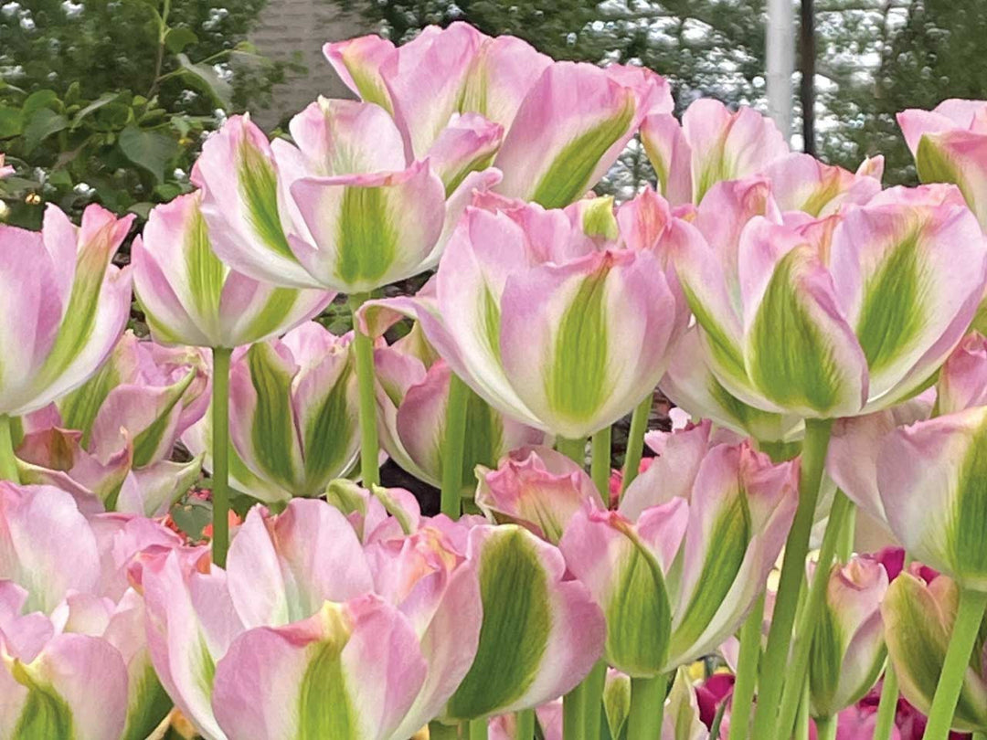 TULIPA GROENLAND X 8