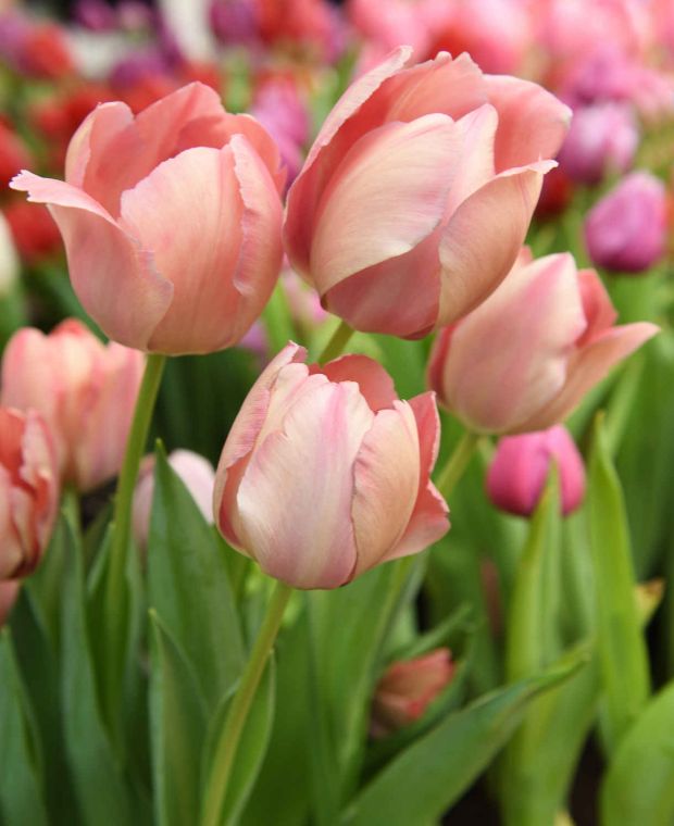 TULIP SALMON VAN EIJK 7
