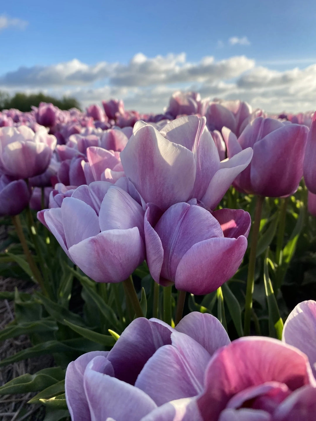 TULIP BLUE HEAVEN 7