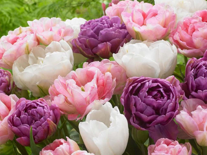 COMBI TULIP PINK,PURPLE,WHITE x 15
