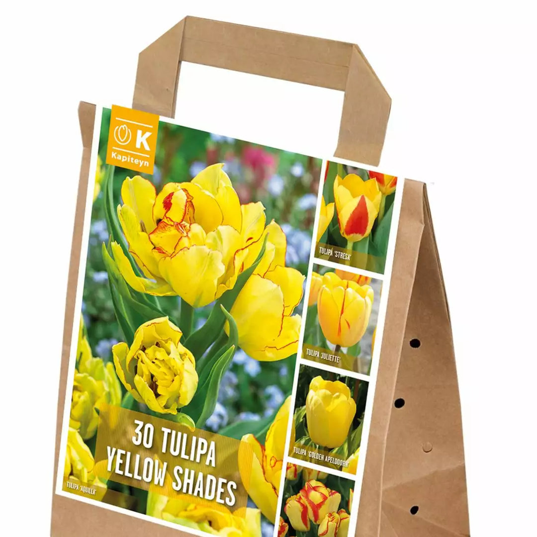 BAG TULIP YELLOW SHADES X 30 Bulbs