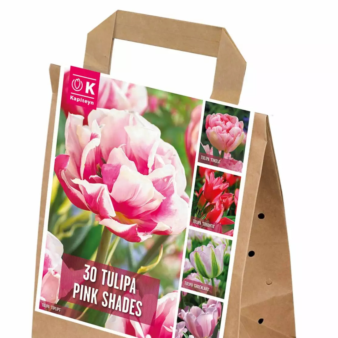 BAG TULIP PINK SHADES X 30 Bulbs