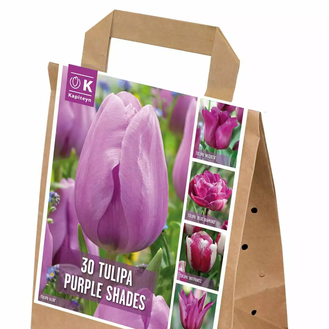 BAG TULIP VIOLET SHADES X 30 Bulbs