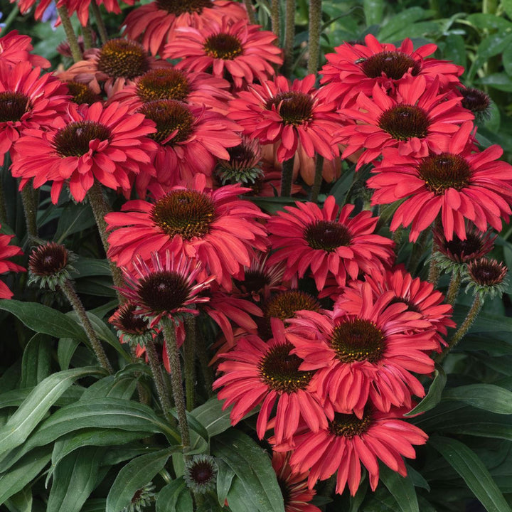 ECHINACEA Prima Ruby