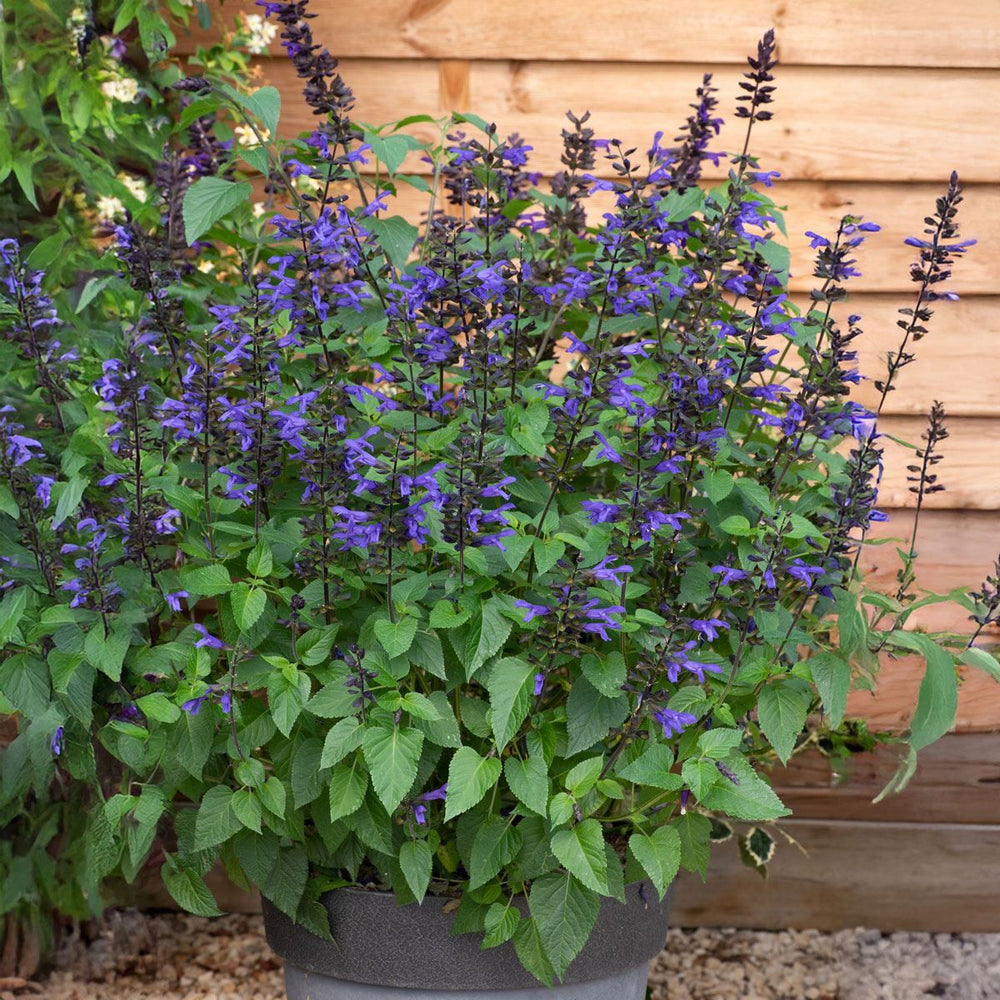 Salvia Salgoon Lake Blueberry - Herbaceous - Windyridge Garden Centre