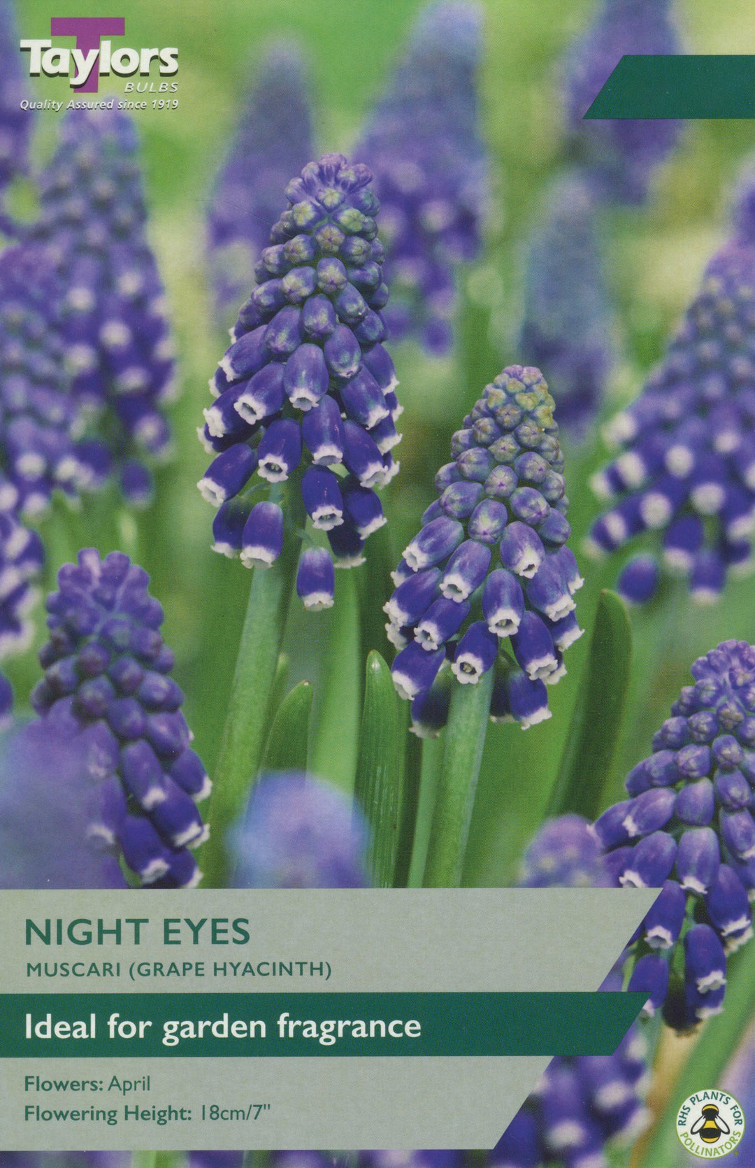 MUSCARI NIGHT EYES 18