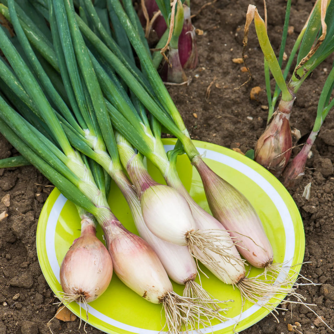 Onion (Shallot) Zebrune - Seed Packets - Windyridge Garden Centre