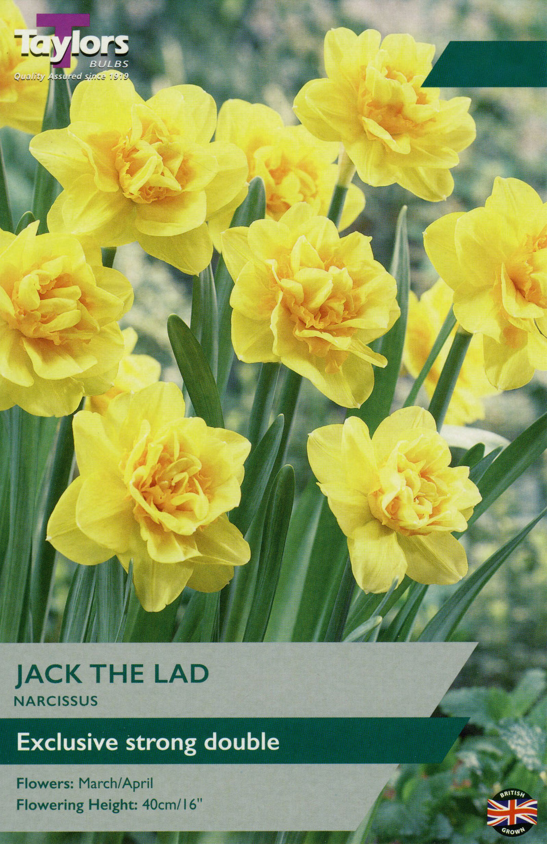 NARCISSI JACK THE LAD