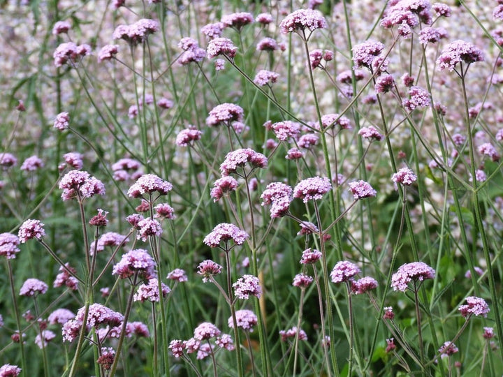 VERBENA bon. Meteor Shower