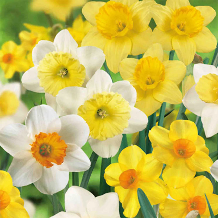 Daffodil Mixed Color 5kg net