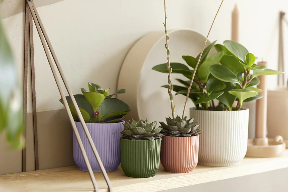 Vibes Fold Round Mini Delicate Pink Ø11Cm - Pots - Windyridge Garden Centre