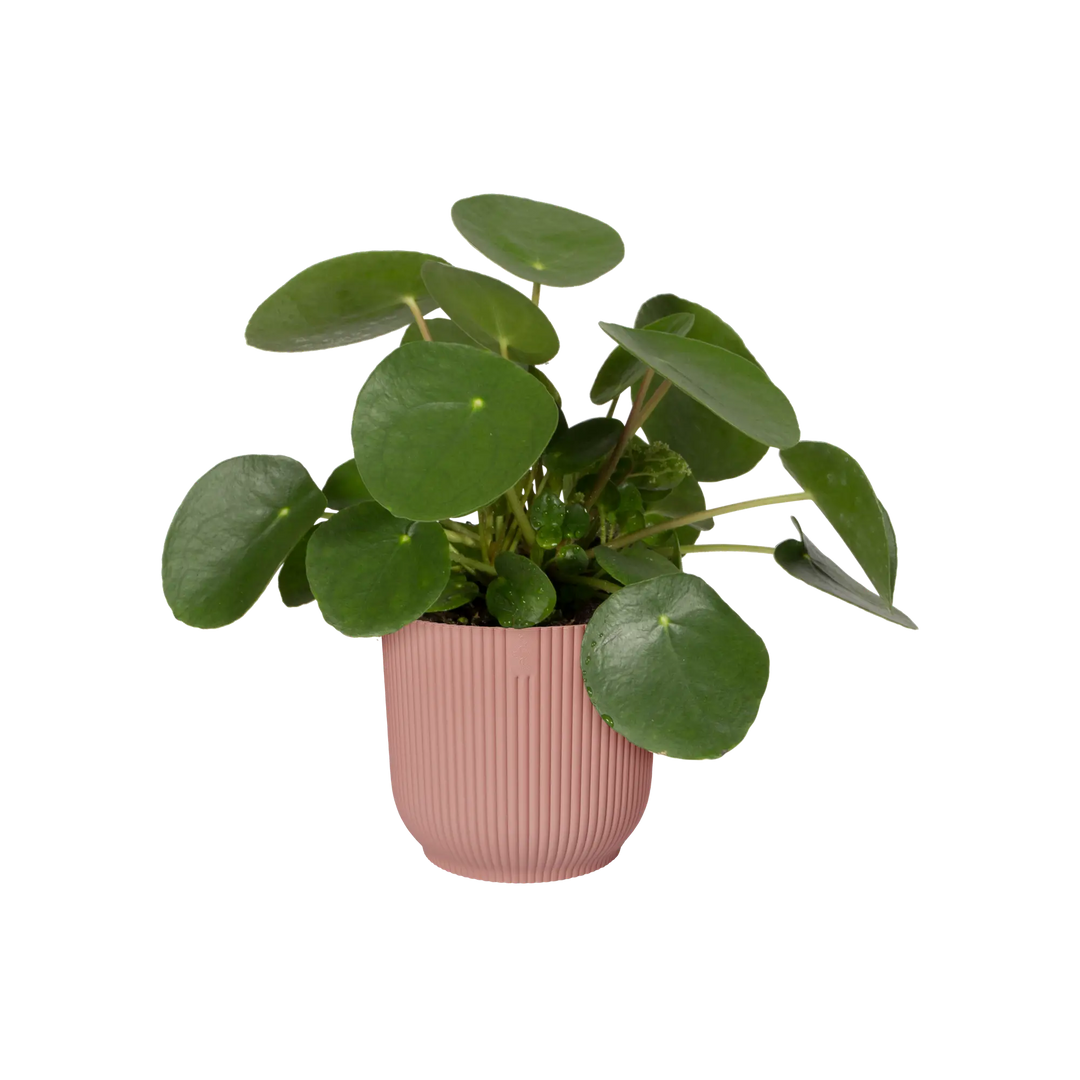 Vibes Fold Round Delicate Pink Ø16Cm - Pots - Windyridge Garden Centre