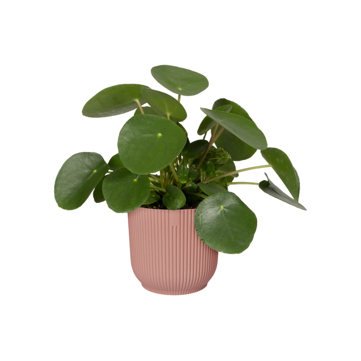 Vibes Fold Round Delicate Pink Ø16Cm - Pots - Windyridge Garden Centre