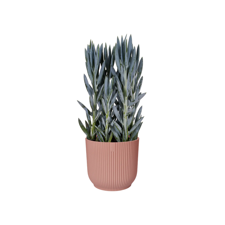 Vibes Fold Round Delicate Pink Ø18Cm - Pots - Windyridge Garden Centre
