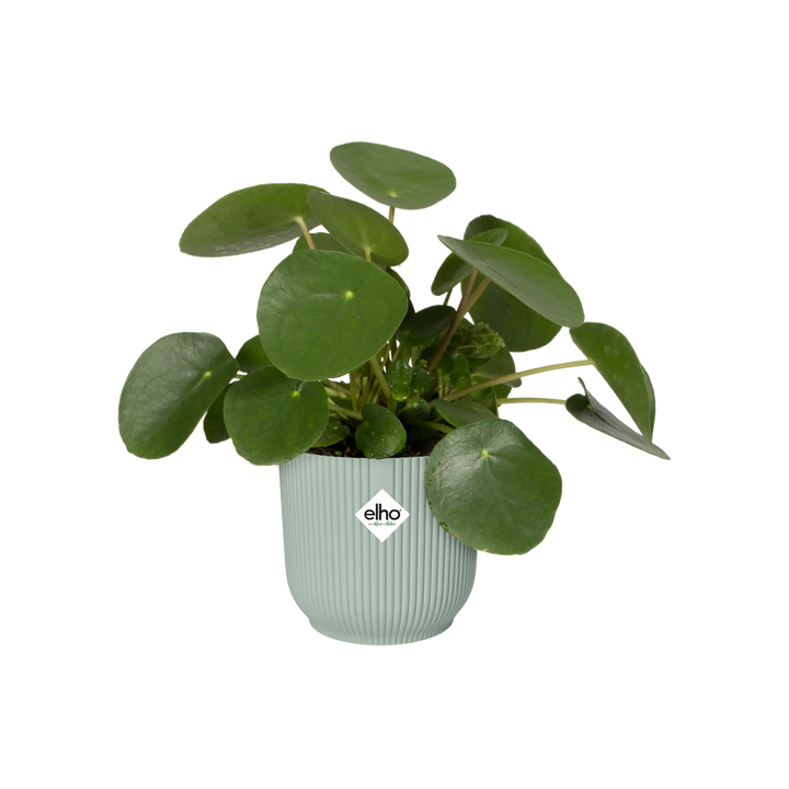 Vibes Fold Round Sorbet Green Ø18Cm - Pots - Windyridge Garden Centre