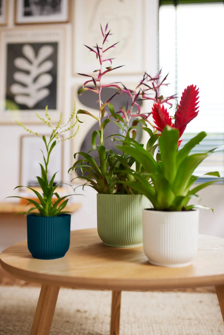 Vibes Fold Round Sorbet Green Ø14Cm - Pots - Windyridge Garden Centre