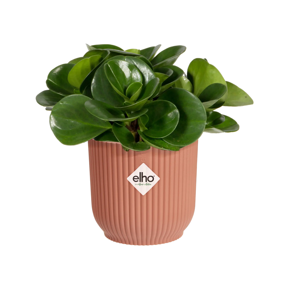 Vibes Fold Round Mini Delicate Pink Ø9Cm - Pots - Windyridge Garden Centre