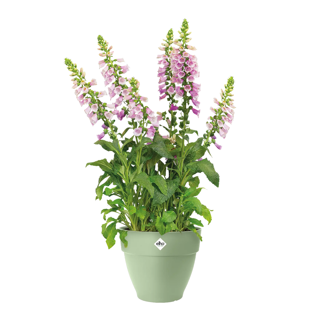 Vibia Campana Pistachio Green Ø35Cm - Pots - Windyridge Garden Centre